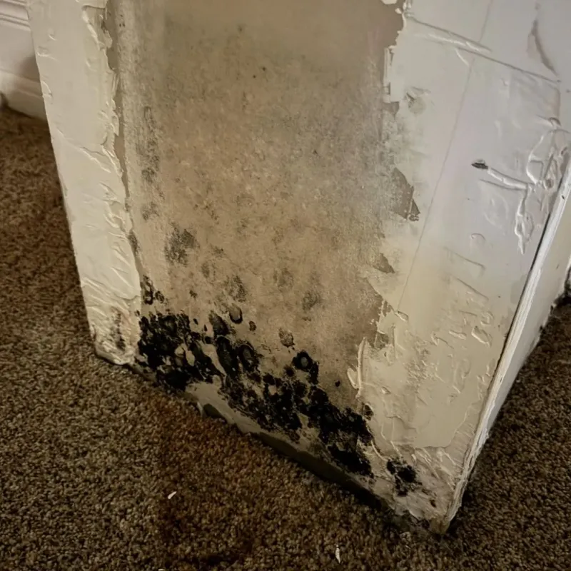 Professional Mold Removal in Rockdale County, GA